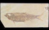 Detailed, Knightia Fossil Fish - Wyoming #42352-1